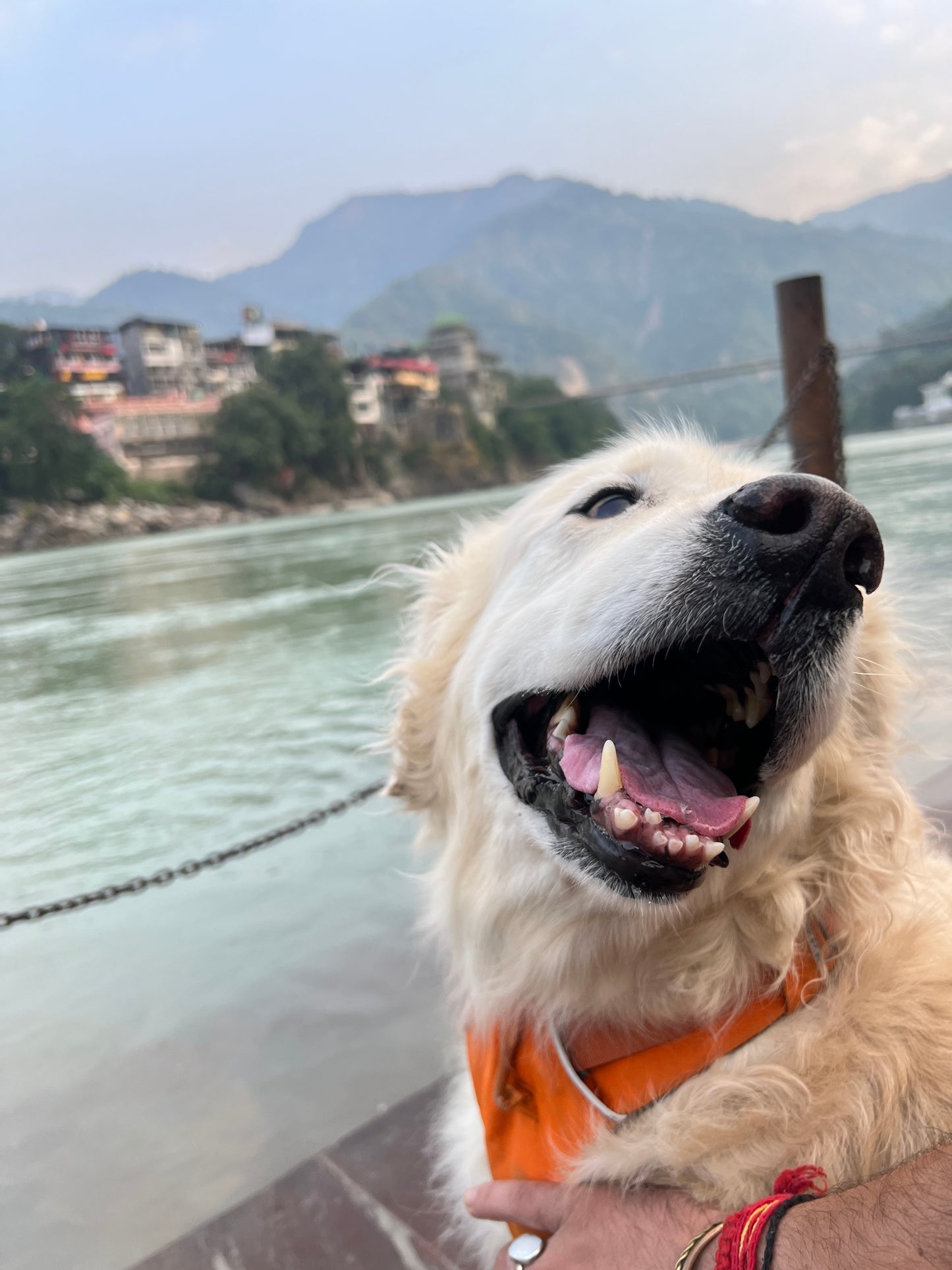 Contribution to feeding stray dogs